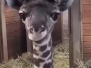 Goofy Baby Giraffe Shows Tongue