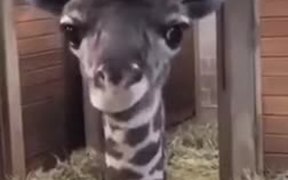 Goofy Baby Giraffe Shows Tongue - Animals - VIDEOTIME.COM