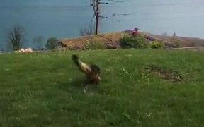 Ever Seen A Cat Playing Fetch? Oddity! - Animals - VIDEOTIME.COM