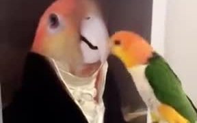 The Portrait Of Dorian Bird - Animals - VIDEOTIME.COM