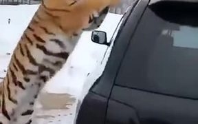 Proof Of Tigers Being Related To Cats - Animals - VIDEOTIME.COM