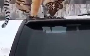 Proof Of Tigers Being Related To Cats - Animals - VIDEOTIME.COM