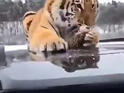 Proof Of Tigers Being Related To Cats