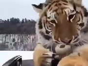 Proof Of Tigers Being Related To Cats