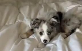 Hey Hooman, Please Play With Me! - Animals - VIDEOTIME.COM