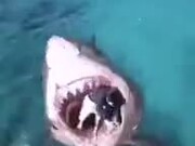 The Jaws Shark Is Back