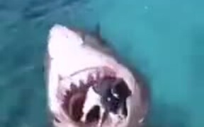 The Jaws Shark Is Back - Fun - VIDEOTIME.COM
