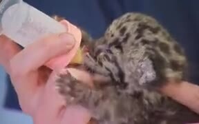 Newborn Leopard Cub Will Make You Go Aww! - Animals - VIDEOTIME.COM