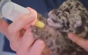 Newborn Leopard Cub Will Make You Go Aww!
