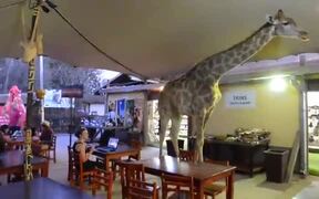 The Giraffe Decided To Have A Few Drinks!