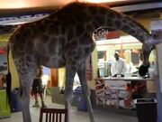 The Giraffe Decided To Have A Few Drinks!