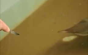 Cuttlefish Are Very Efficient Predators! - Animals - VIDEOTIME.COM