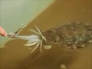 Cuttlefish Are Very Efficient Predators!
