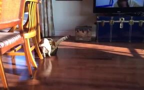 Catto & Puggo Are Engaged In A Huge Fight! - Animals - VIDEOTIME.COM