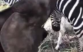Baby Animals Playing With Each Other! - Animals - VIDEOTIME.COM