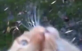 Cat Goes Absolute Bonkers When Anyone Pets It! - Animals - VIDEOTIME.COM