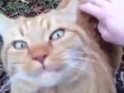 Cat Goes Absolute Bonkers When Anyone Pets It!