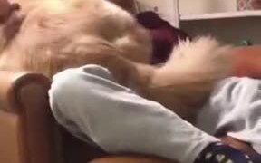He Will Always Think He Is A Puppy! - Animals - VIDEOTIME.COM