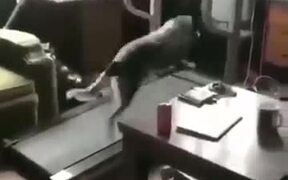 When It's Your First Day At The Gym - Animals - VIDEOTIME.COM