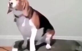 When It's Your First Day At The Gym - Animals - VIDEOTIME.COM
