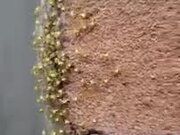 Tiny Spiders Lingering Around On A Wall