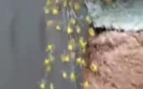 Tiny Spiders Lingering Around On A Wall - Animals - VIDEOTIME.COM