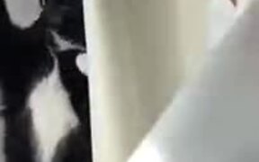 This Catto Sure Looks Very Shy! - Animals - VIDEOTIME.COM