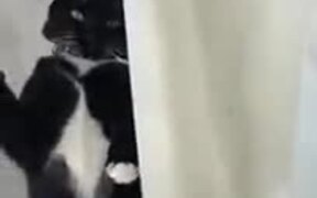 This Catto Sure Looks Very Shy! - Animals - VIDEOTIME.COM
