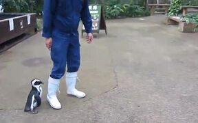 An Adorable Penguin Chasing A Zookeeper - Animals - VIDEOTIME.COM