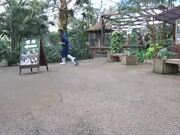 An Adorable Penguin Chasing A Zookeeper