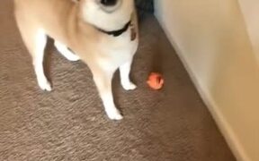 Do You Like Your New Toy? - Animals - VIDEOTIME.COM