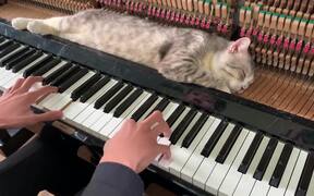 Piano Relax - Animals - VIDEOTIME.COM