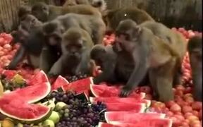 When Monkeys Eat Healthier Than Humans - Animals - VIDEOTIME.COM