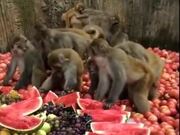 When Monkeys Eat Healthier Than Humans