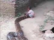 A Huge Python With Its Snack