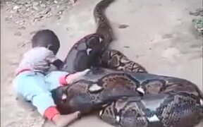 A Huge Python With Its Snack