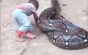 A Huge Python With Its Snack - Animals - VIDEOTIME.COM