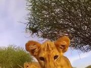 Lion Cubs Curious About A Camera