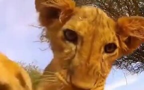 Lion Cubs Curious About A Camera - Animals - VIDEOTIME.COM