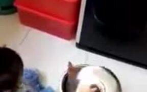 Cats Can Get Very, Very Weird At Times - Animals - VIDEOTIME.COM