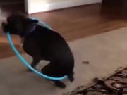 A Hula Hooping Dog