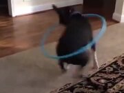 A Hula Hooping Dog