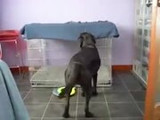 Dogs Are Becoming Smarter!
