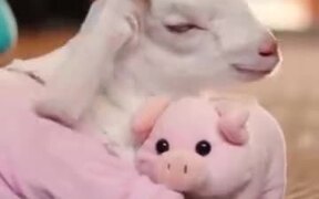 This Baby Goat Is Obsessed With It's Piggy! - Animals - VIDEOTIME.COM