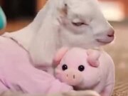 This Baby Goat Is Obsessed With It's Piggy!