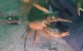When The Crab Clan Accepts You As One Of Their Own - Animals - VIDEOTIME.COM