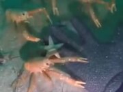 When The Crab Clan Accepts You As One Of Their Own