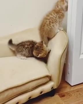 Look At These Kittens Play!