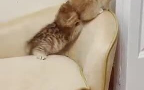 Look At These Kittens Play! - Animals - VIDEOTIME.COM