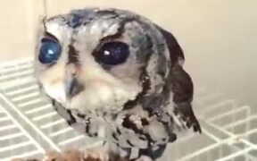 Blind Owl Gets Hand-Fed Worms - Animals - VIDEOTIME.COM